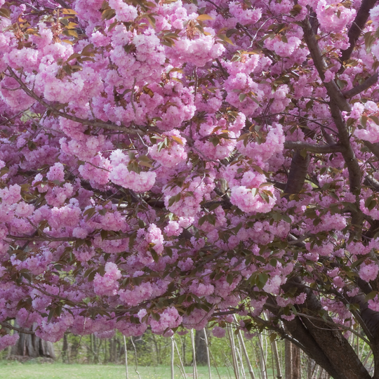 Cherry, Flowering, Kwanzan