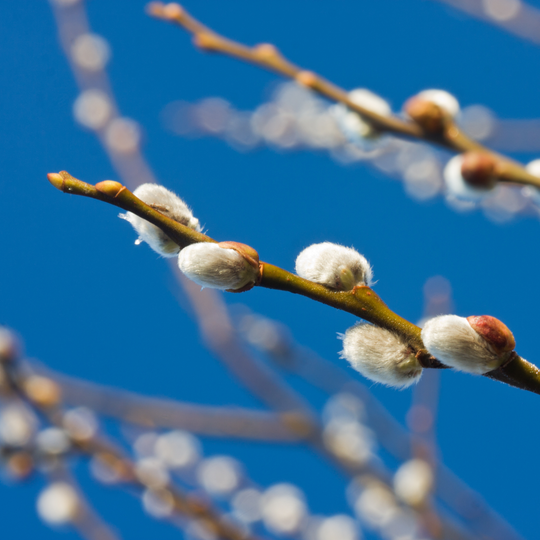 Pussy Willow, White