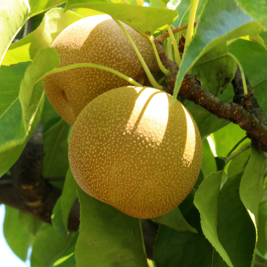 Asian Pear, Shinseiki