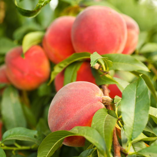 Peach, Ruston Red