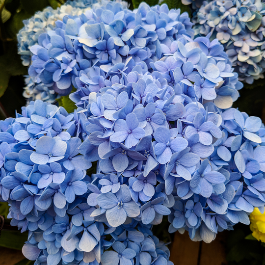 Hydrangea, Nikko Blue