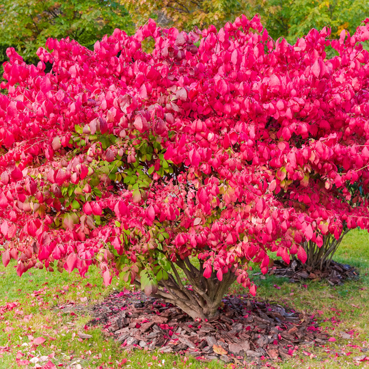 Burning Bush