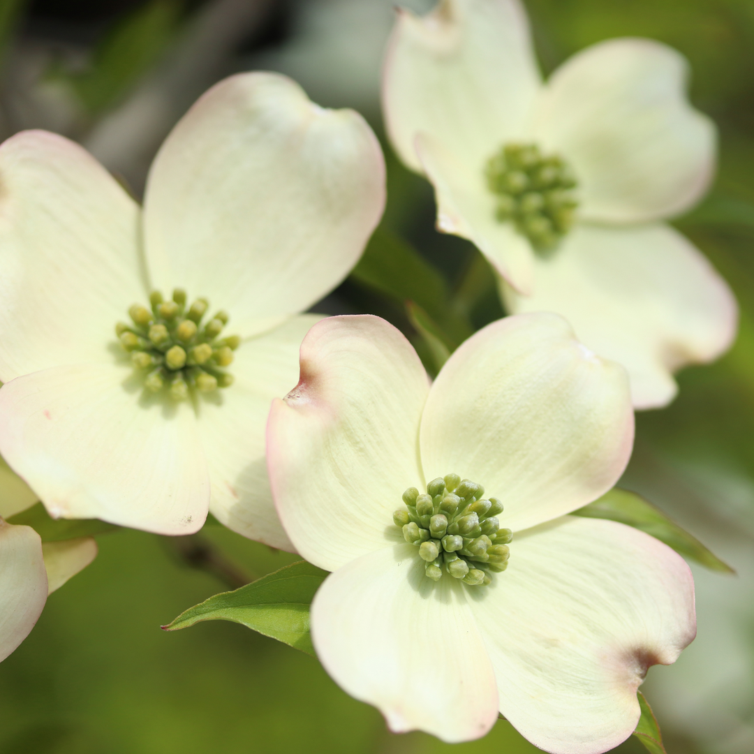 Dogwood, White