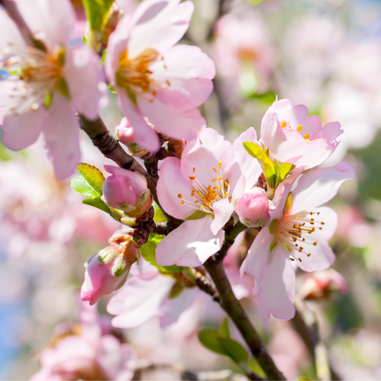 Almond, Flowering