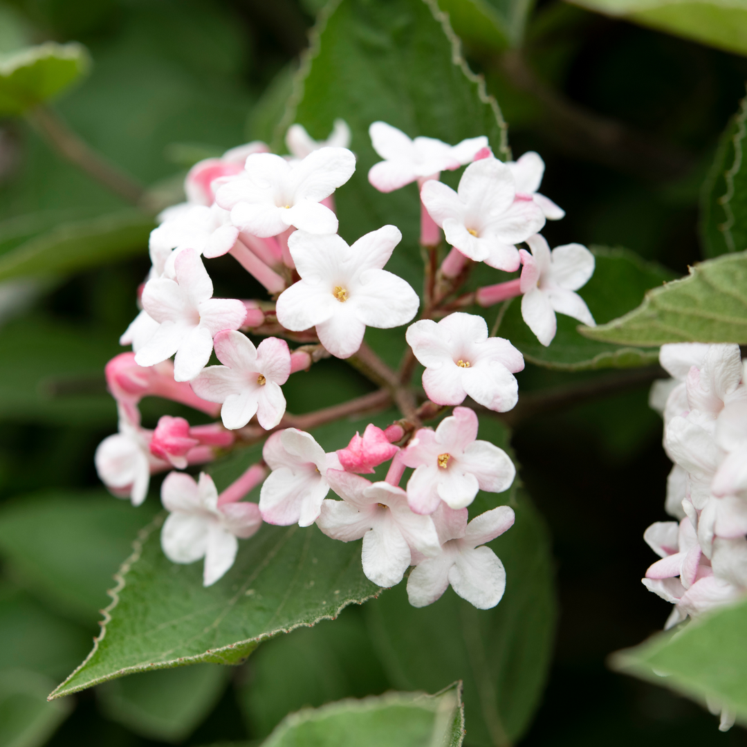 Viburnum, Korean Spice