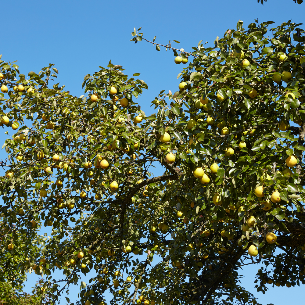 Asian Pear, Shinseiki