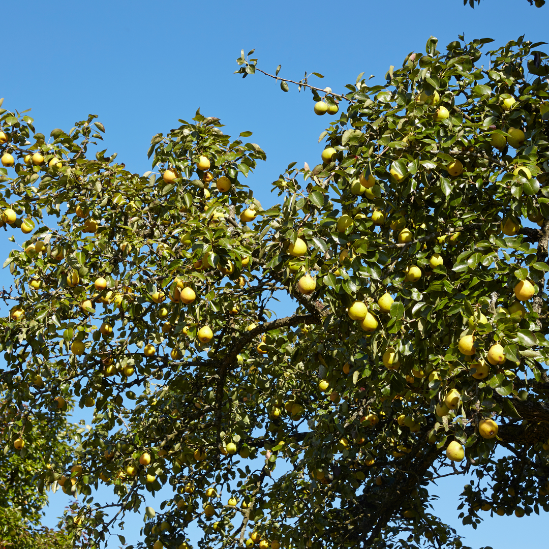 Asian Pear, Shinseiki