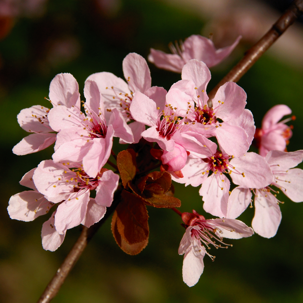 Crabapple, Robinson