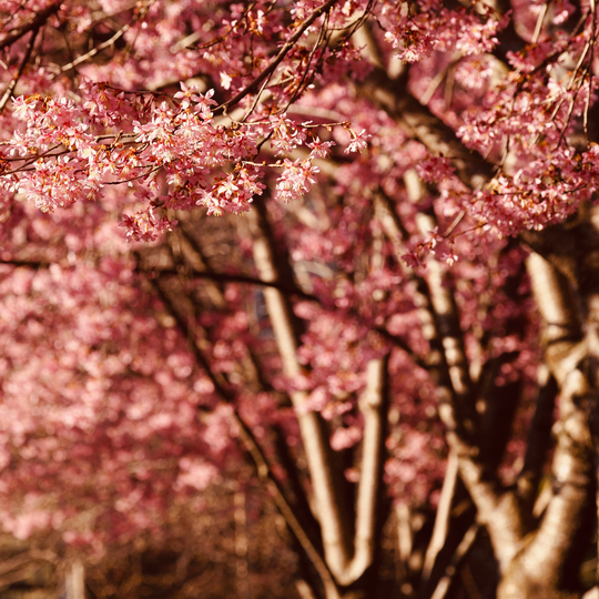 Cherry, Flowering, Okame