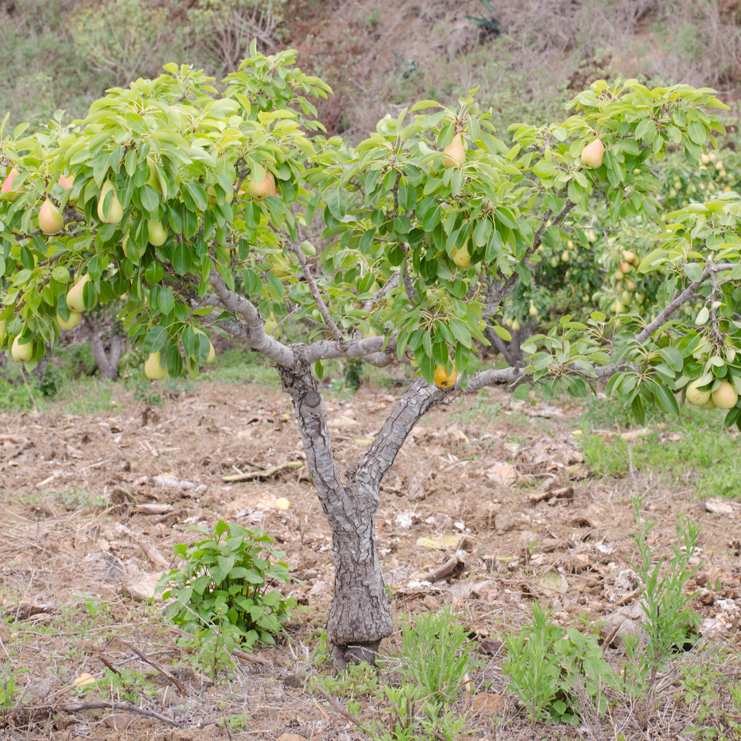 Pear, Flordahome