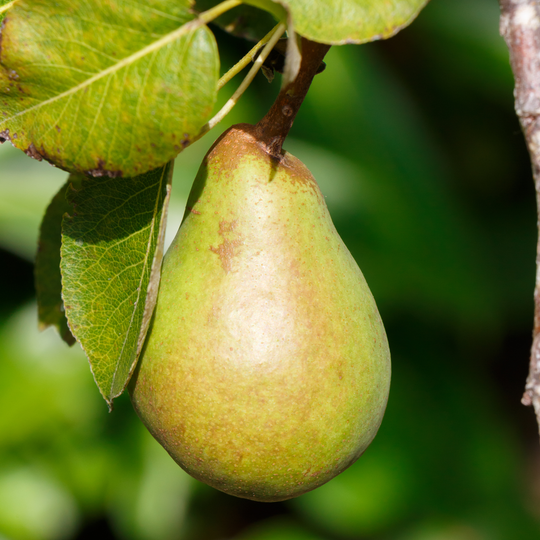 Pear, Ayers