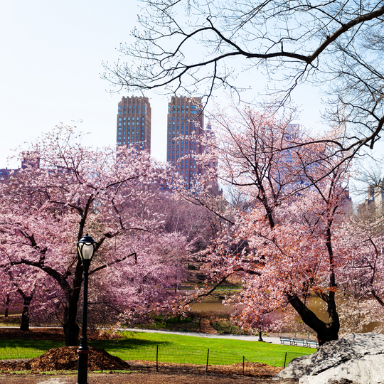 Cherry, Flowering, Kwanzan