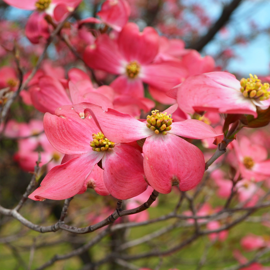 Dogwood, Red