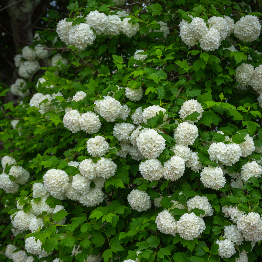 Viburnum, Chinese