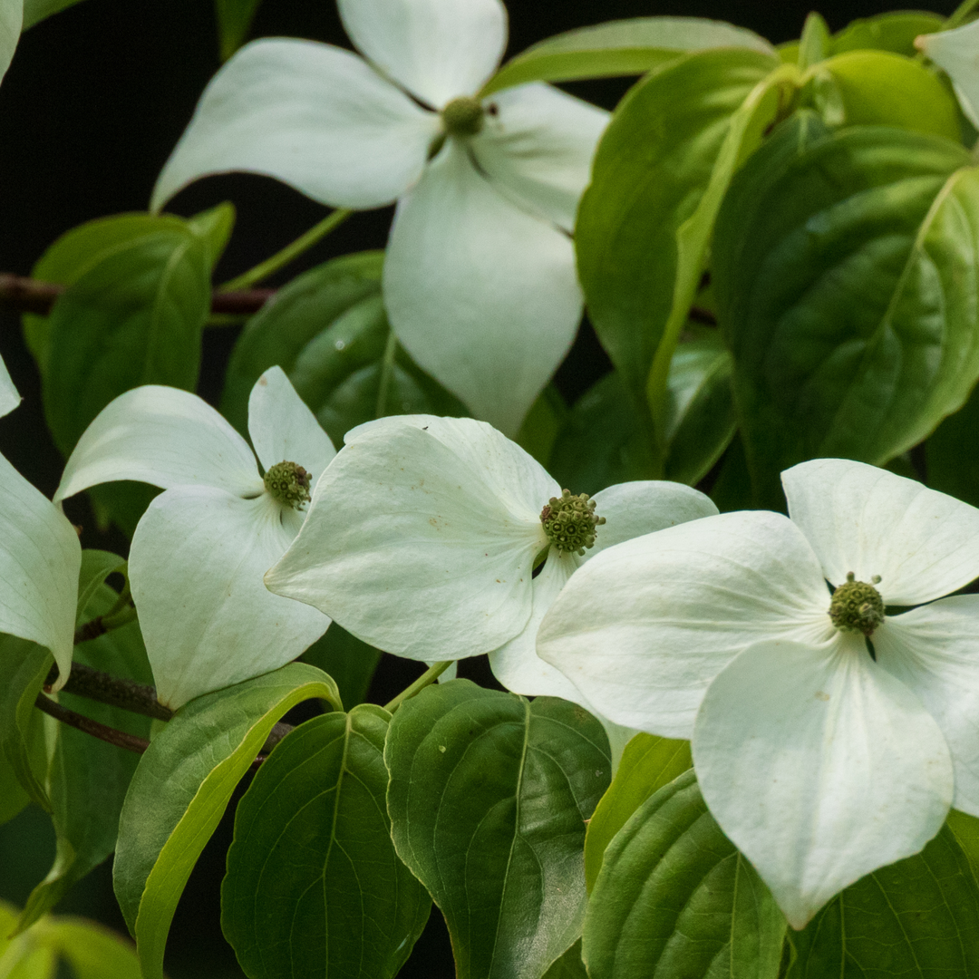 Dogwood, White Kousa