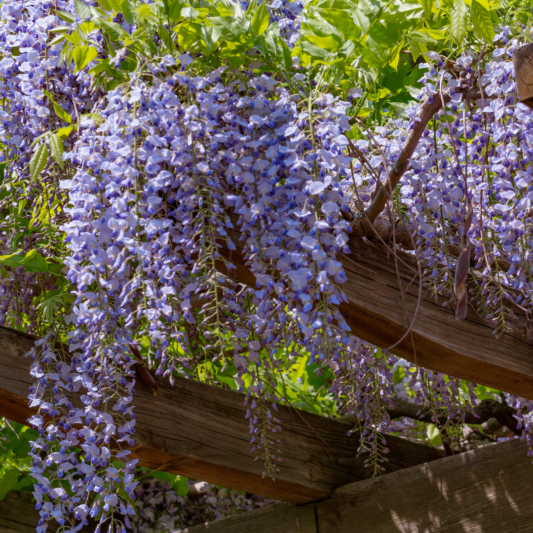 wisteria plant indoor Wisteria, Native Blue – Freedom Tree Farms