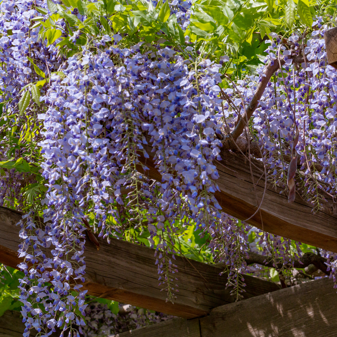 Wisteria, Native Blue