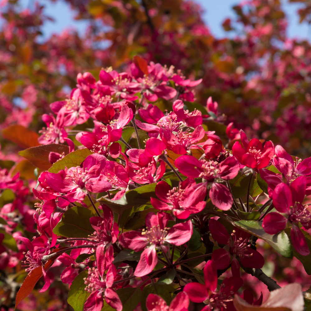 Crabapple, Profusion