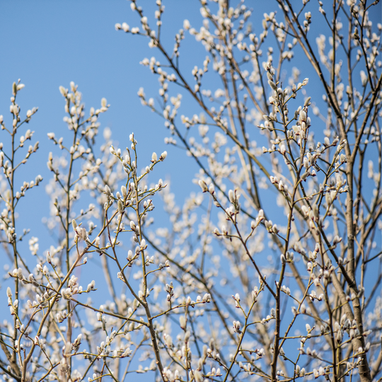 Pussy Willow, White