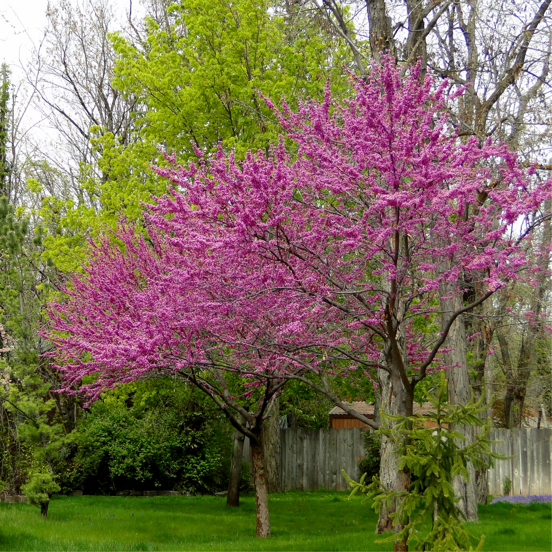 Redbud, Eastern