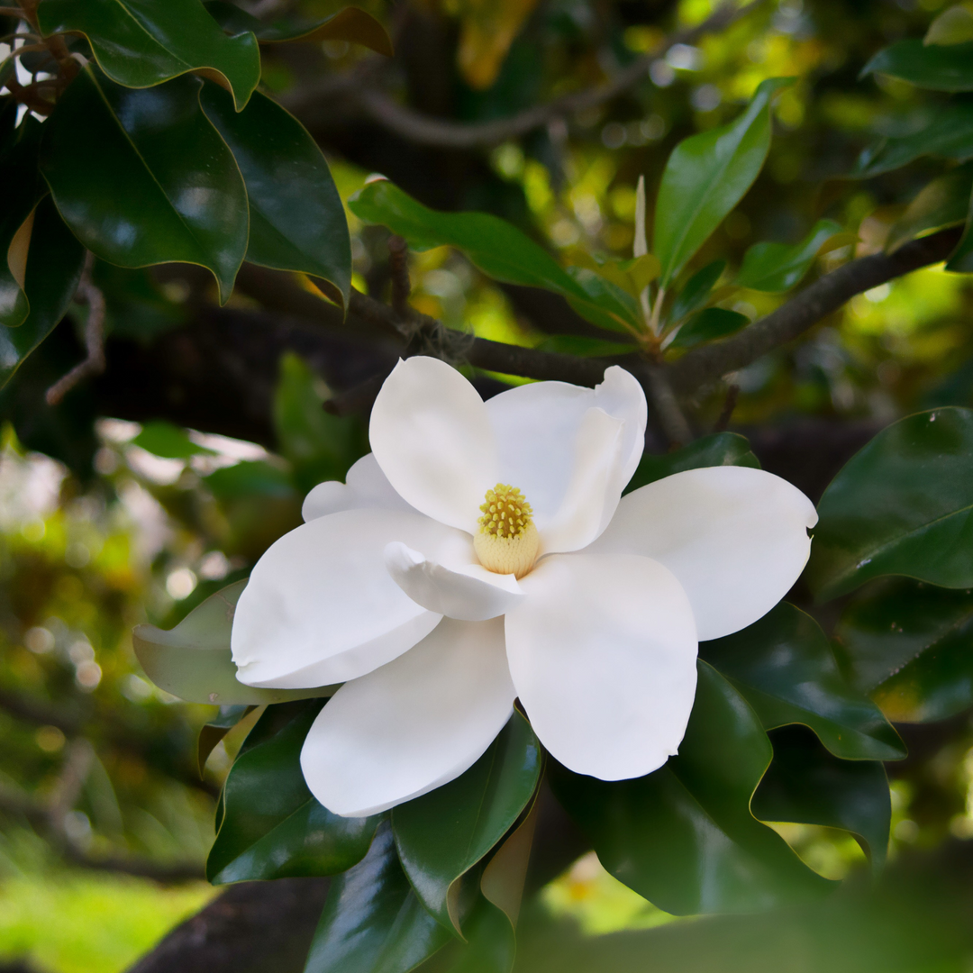 Magnolia, Southern