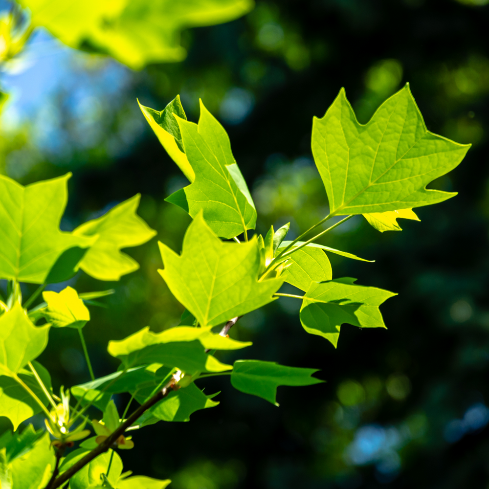 Tulip Poplar