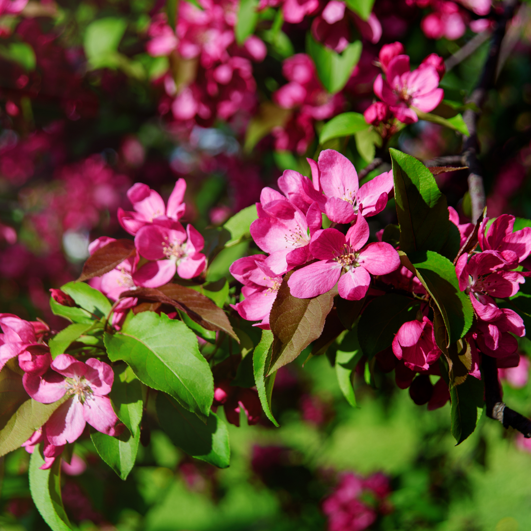 Crabapple, Adams