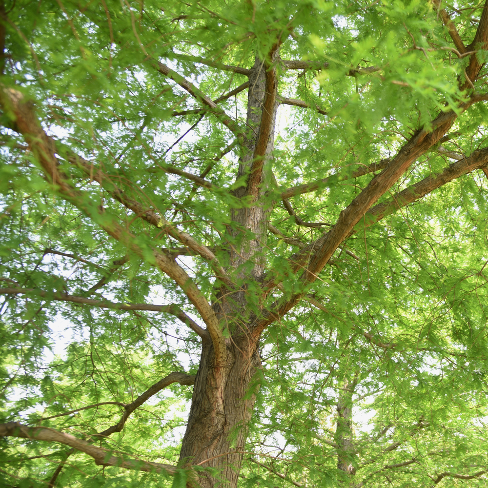 Cypress, Bald