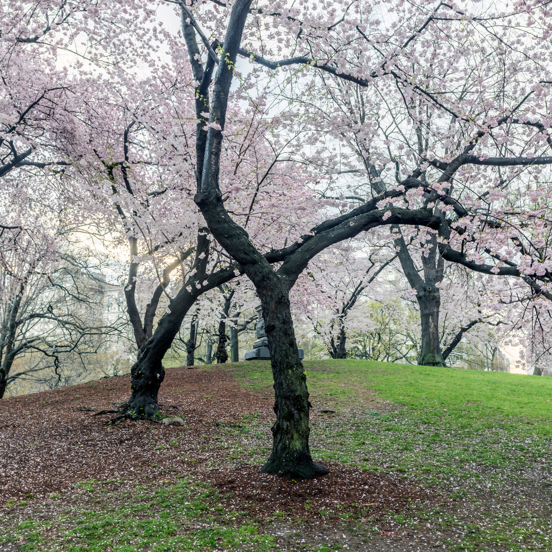 Cherry, Flowering, Yoshino