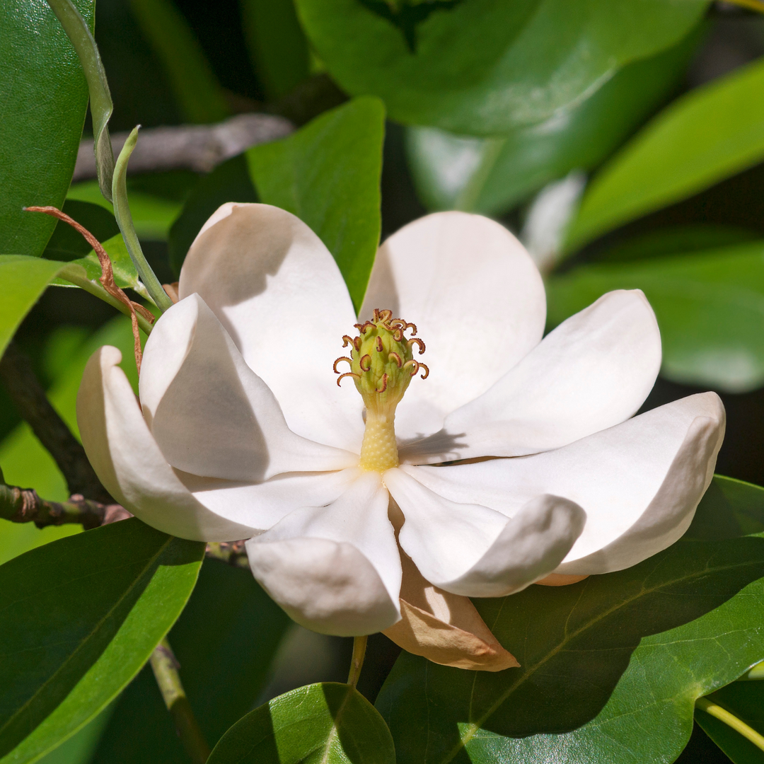 Magnolia, Sweetbay