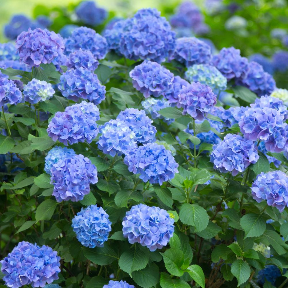 Hydrangea, Nikko Blue