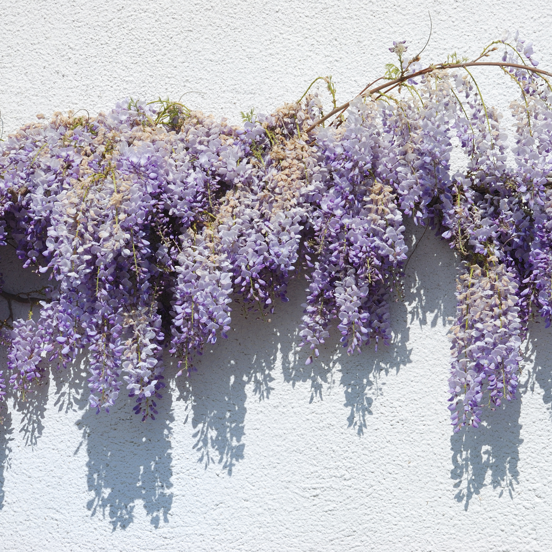 Wisteria, Native Blue