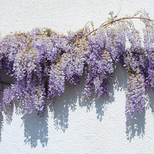 Wisteria, Native Blue