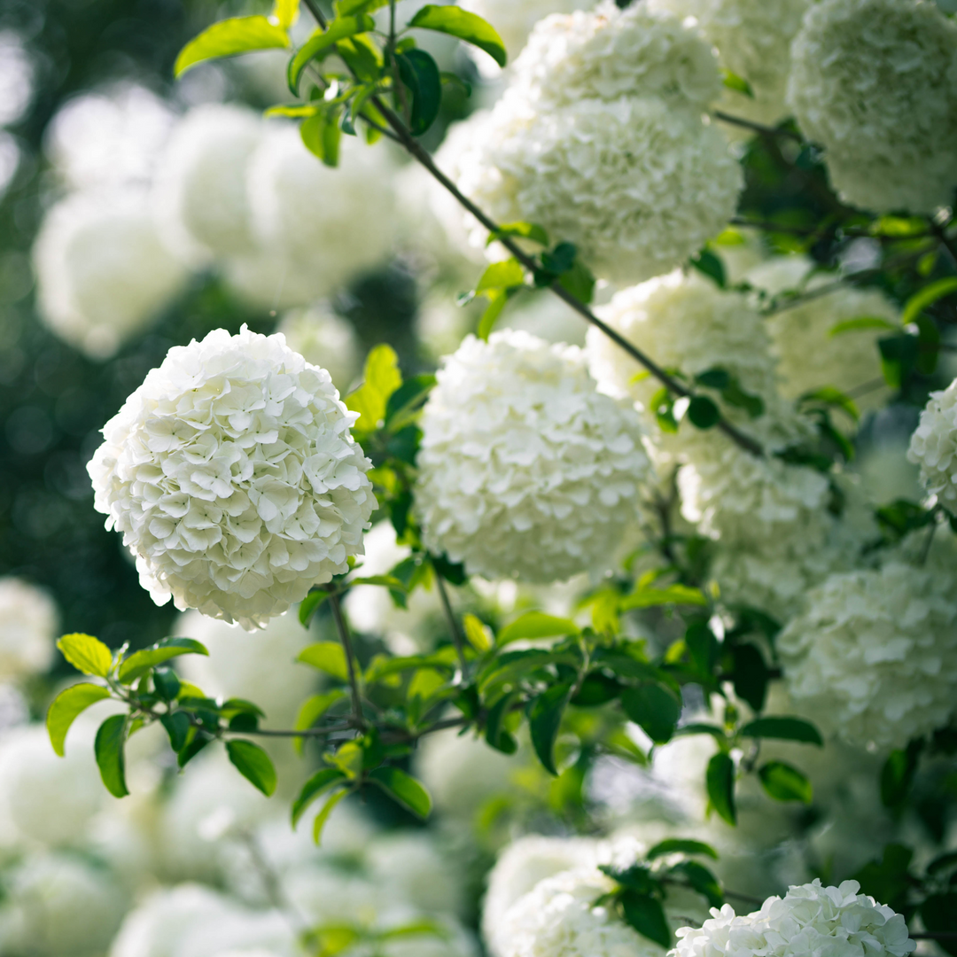 Viburnum, Chinese