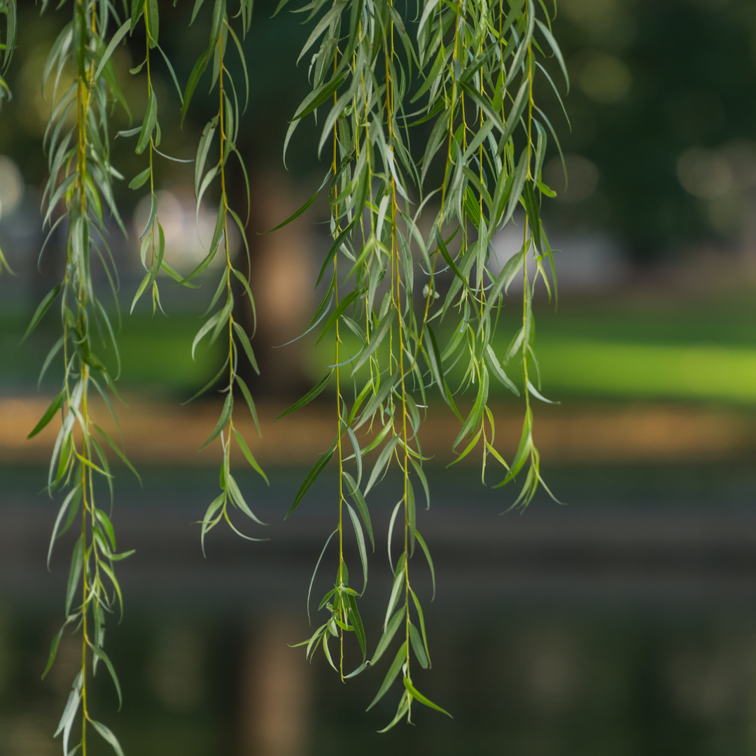 Willow, Weeping