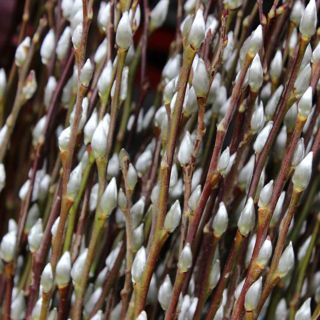 Pussy Willow, White