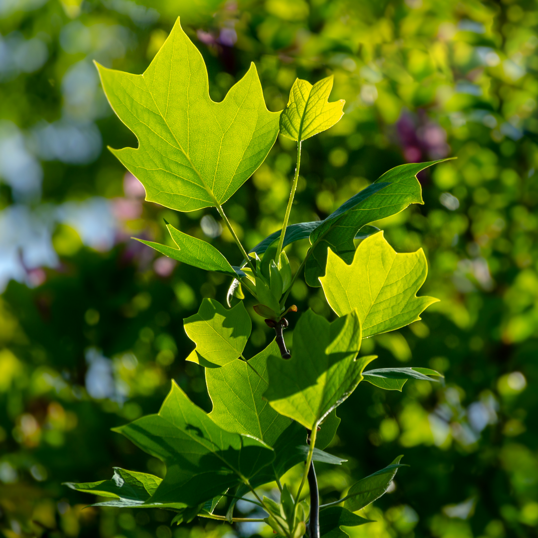 Tulip Poplar