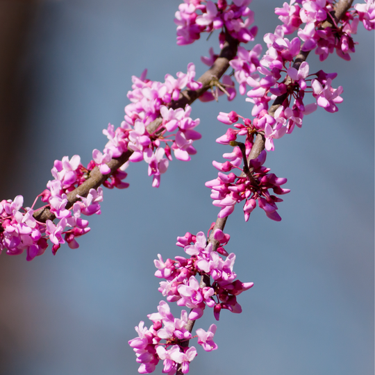 Redbud, Eastern