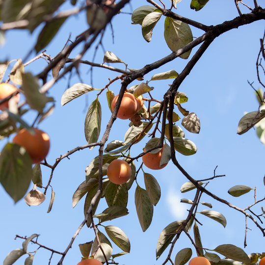 Persimmon, American