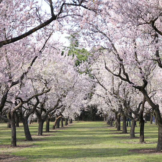 Almond, Flowering