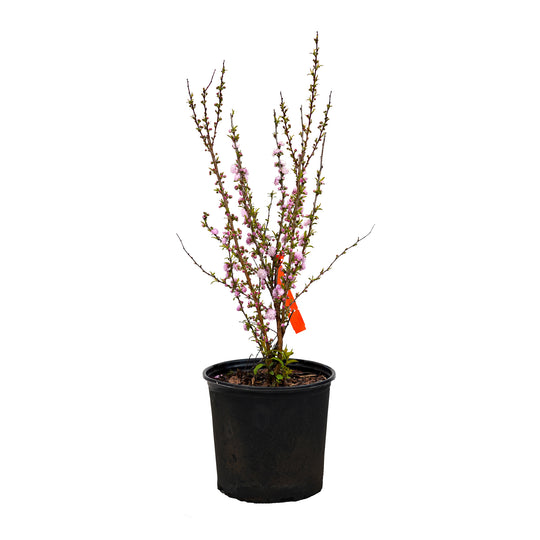 Potted Flowering Almond shrub with pink spring blossoms in a black nursery pot