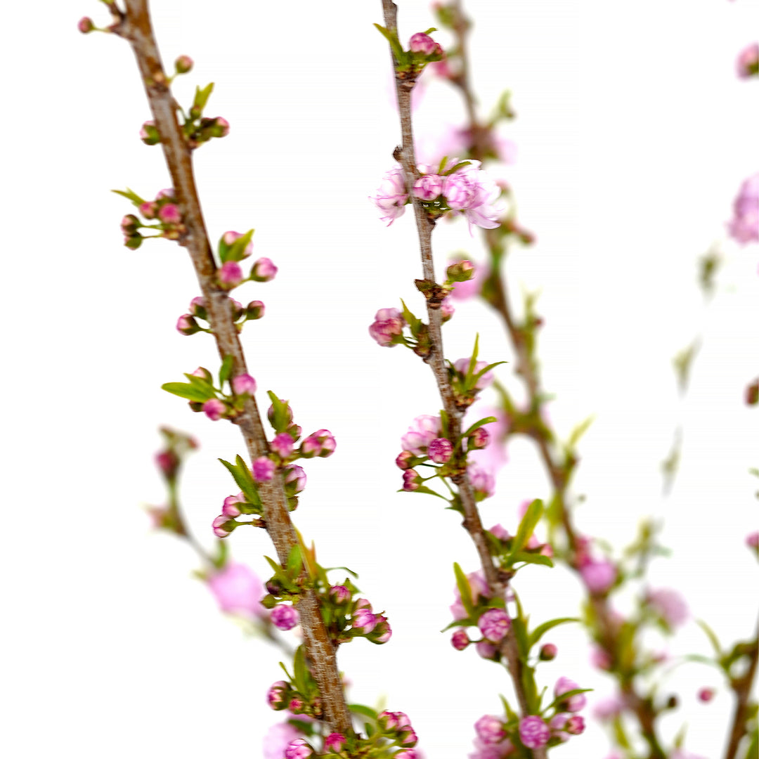 Close-up of pink blossoms blooming on a Flowering Almond shrub branch