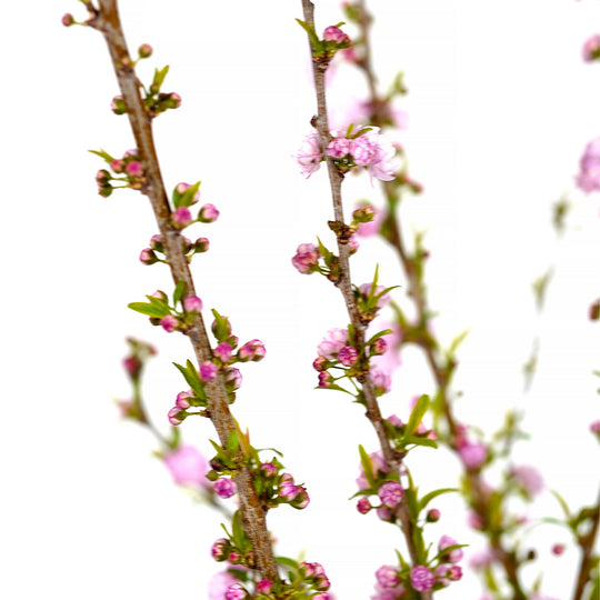 Close-up of pink blossoms blooming on a Flowering Almond shrub branch