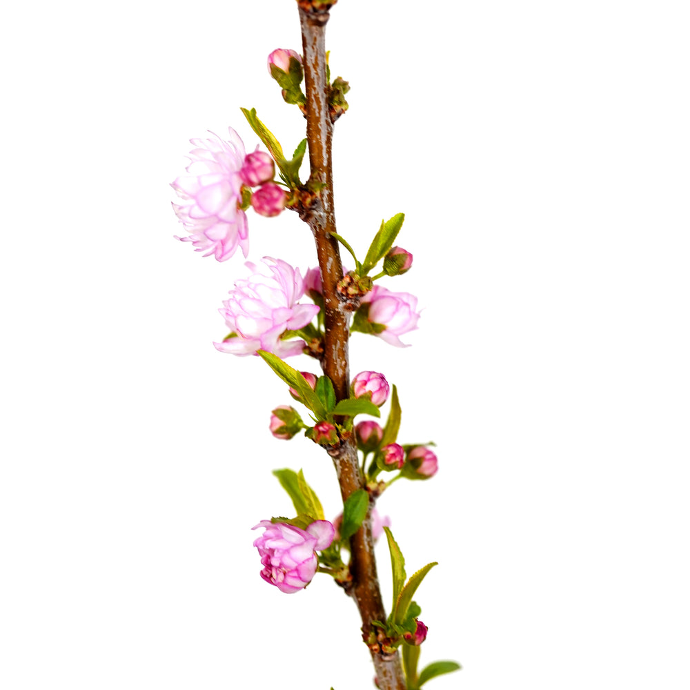 Close-up of pink flower buds and blossoms on a Flowering Almond shrub branch