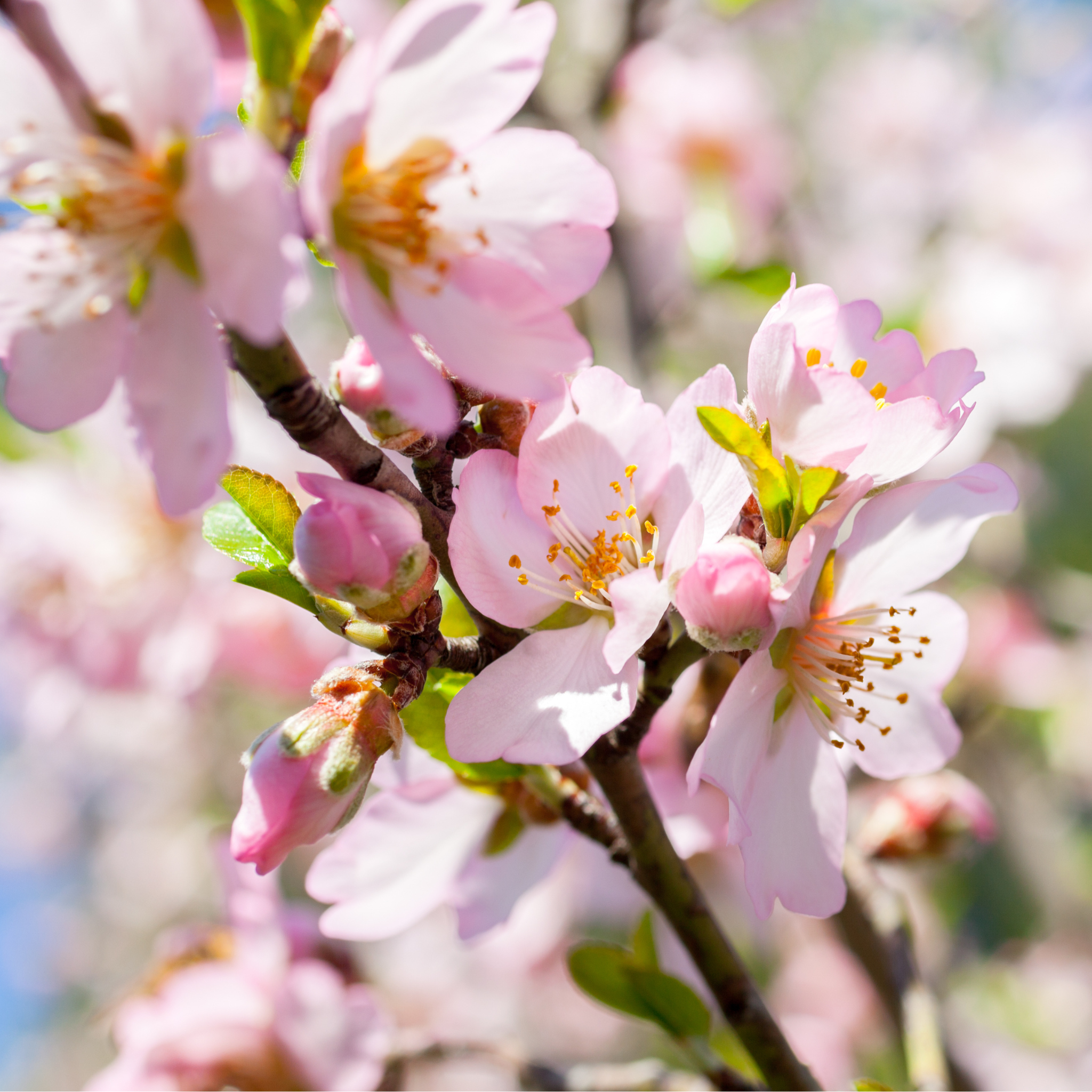 Close-up of pink flowers with yellow stamens blooming on a Flowering Almond shrub branch