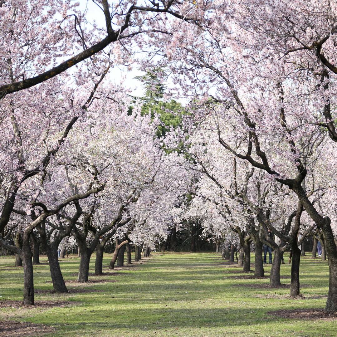 Mature Flowering Almond trees blooming with pink spring blossoms along a lawn path