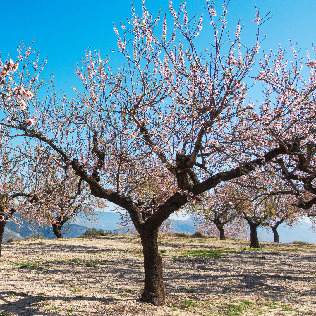 Mature Flowering Almond tree in full pink spring bloom against a blue sky