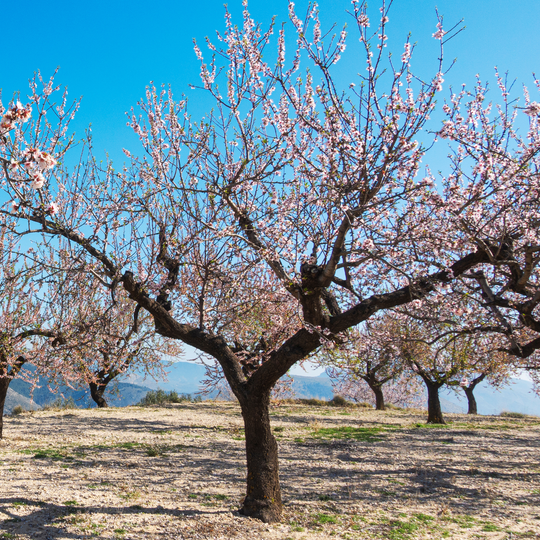 Mature Flowering Almond tree in full pink spring bloom against a blue sky