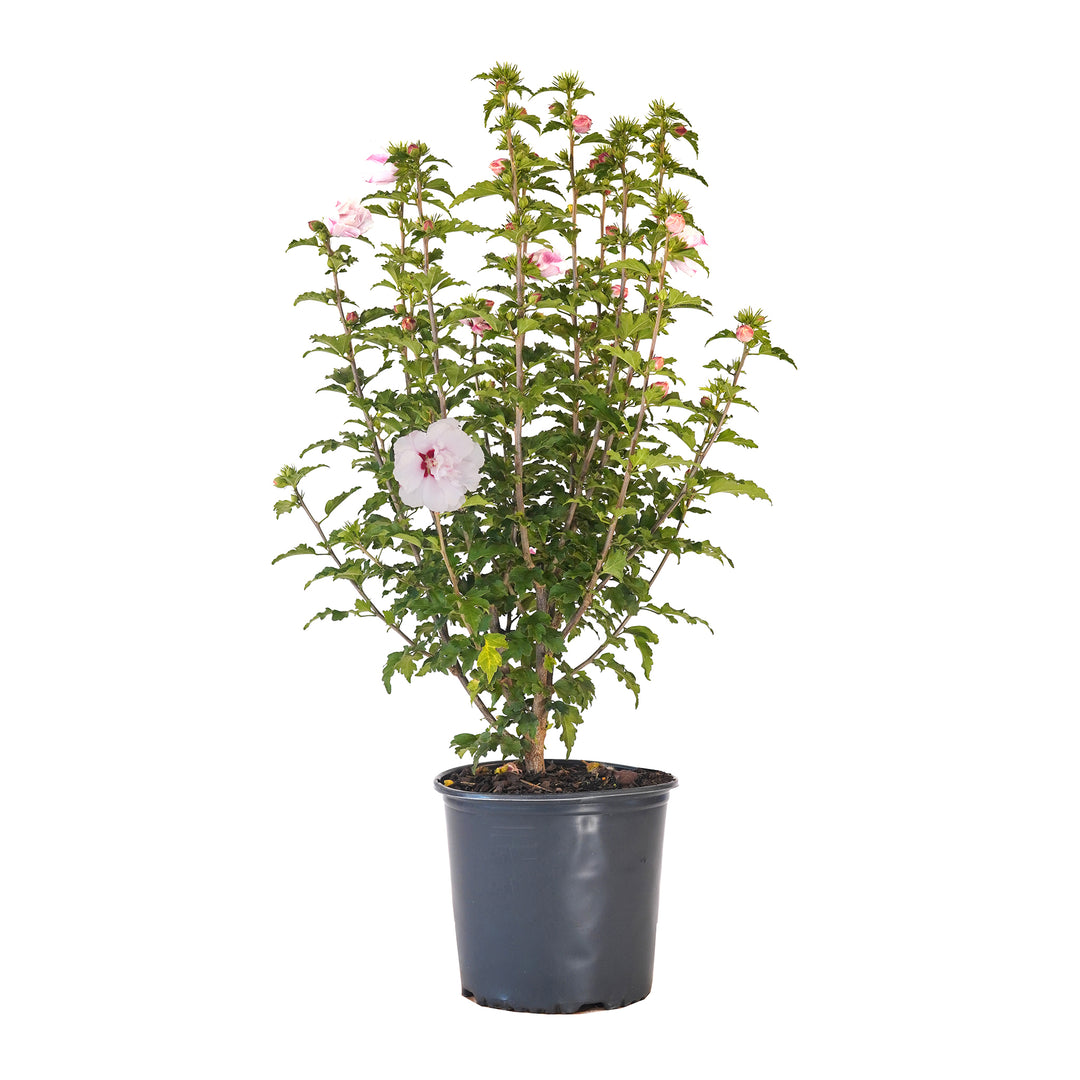 Potted Pink Althea plant featuring green leaves and blooming pink flowers