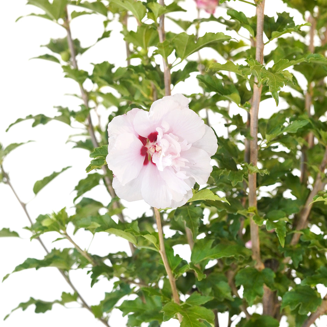 Close-up of a Pink Althea Rose of Sharon flower bloom with a dark red center eye